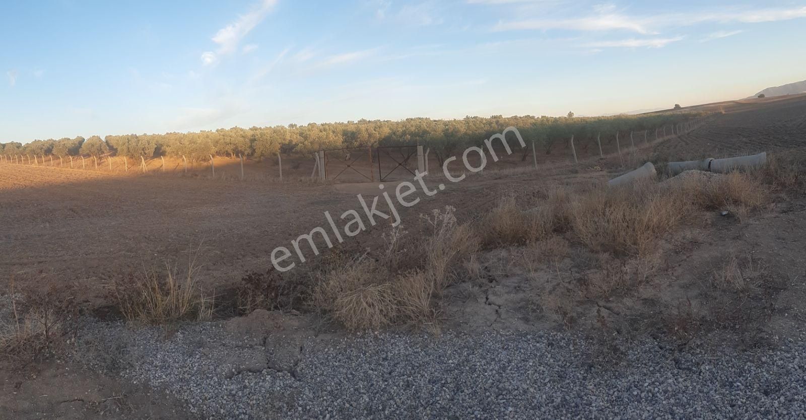 22 Dönüm Zeytin Bahçesi - Görsel 10