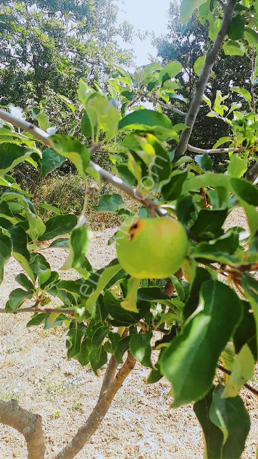 İzmit Kulmahmut 1.260 M2 Satılık Arazi - Görsel 7