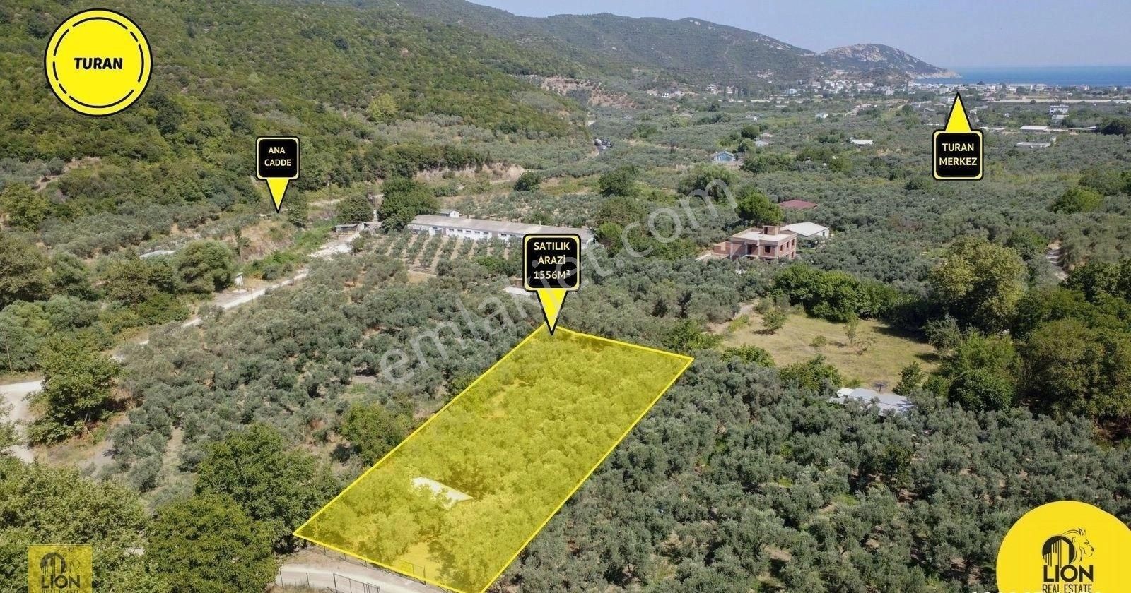 🟨⬛lıon Emlak'tan Turan Mahallesinde İçinde 1+1 Prefabrik Ev Bulunan 1556m² Satılık Zeytinlik⬛🟨