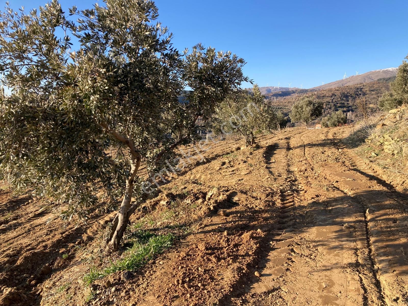 Aydın Karacasu Yaylada Hobi Bahçesi 3,600 M2 - Görsel 10