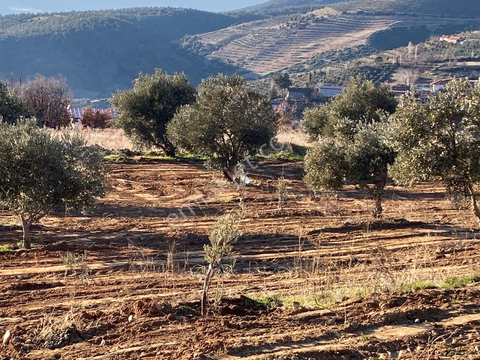 Aydın Karacasu Yaylada Hobi Bahçesi 3,600 M2 - Görsel 14