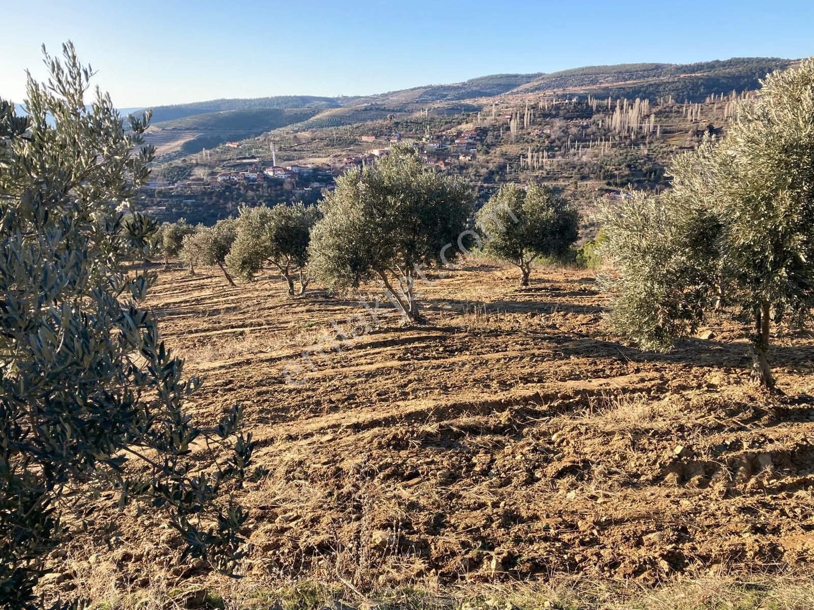 Aydın Karacasu Yaylada Hobi Bahçesi 3,600 M2 - Görsel 12