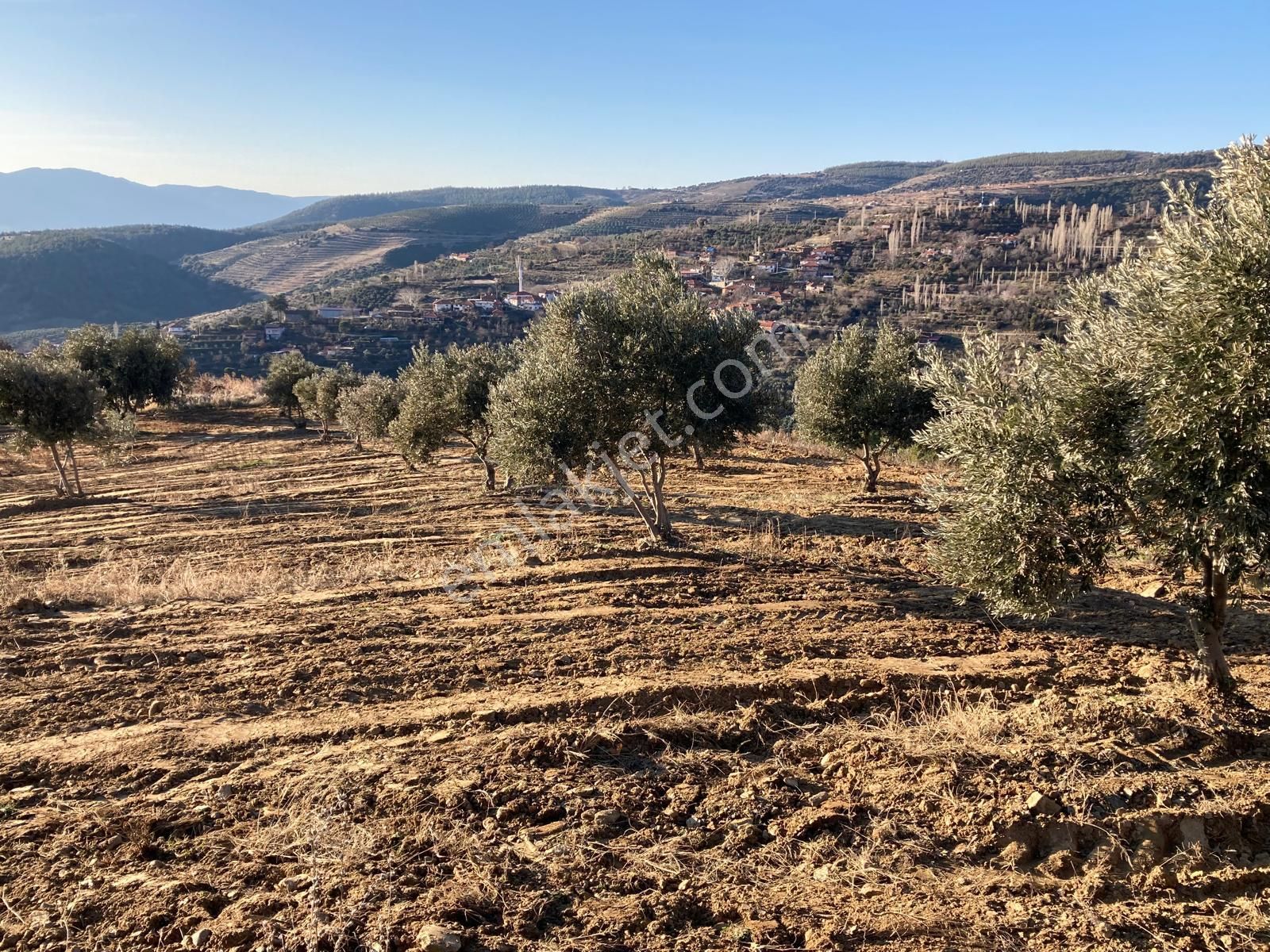 Aydın Karacasu Yaylada Hobi Bahçesi 3,600 M2 - Görsel 9