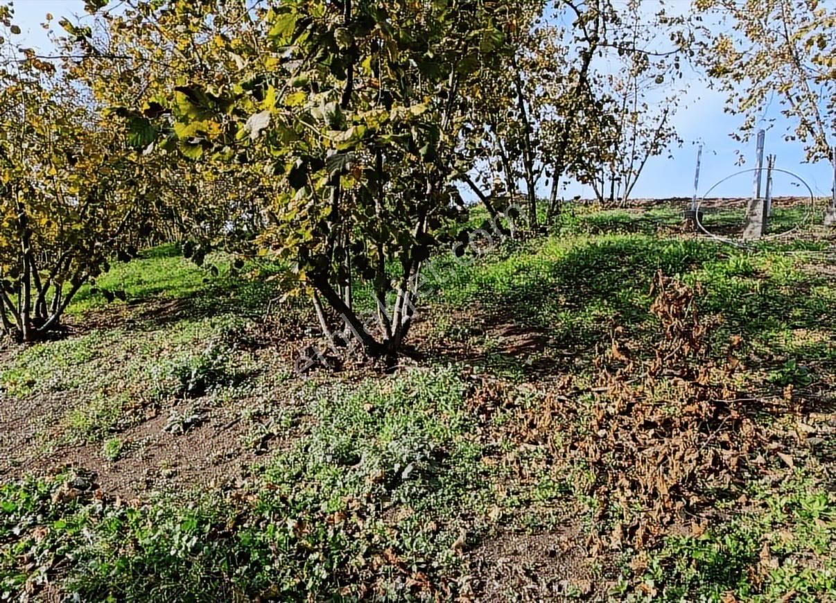 Beldibinde 602 M² Fındık Ağaçlı Manzaralı Yatırımlık Bahçe - Görsel 9