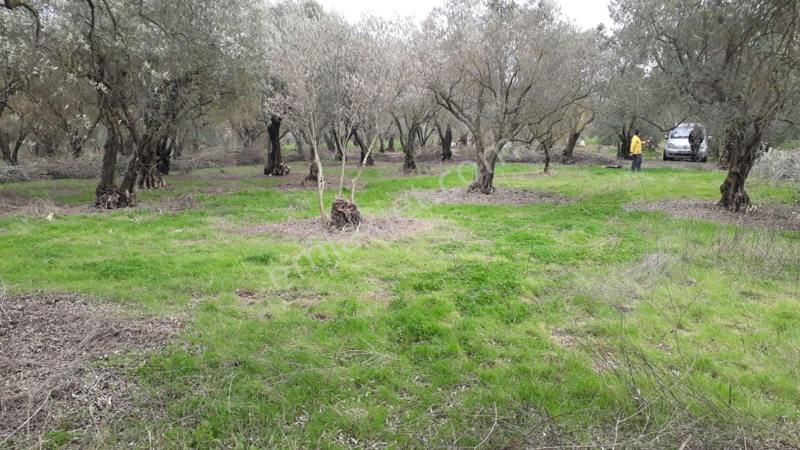 Bursa Karacabey Yeşildere Mah.satılık Arsa