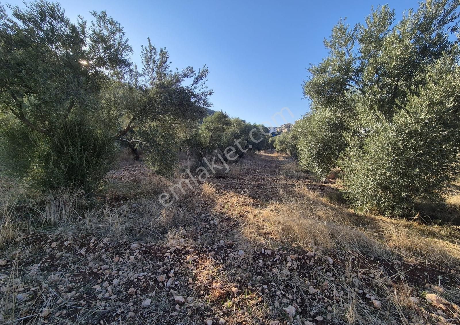Antalya-kaş-bezirgan-satılık Arazi-tektapu-denize 800m-zeytinlik - Görsel 4