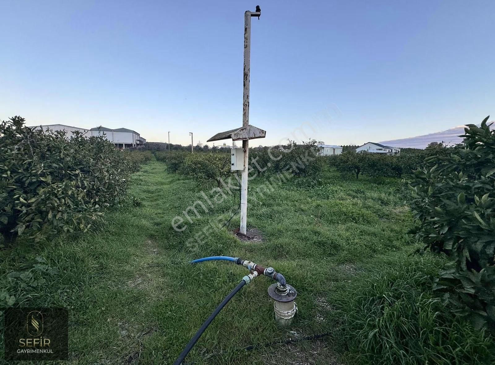 İmara Yakın 10 Dönüm Elektrik Suyu Olan Mandalina Bahçesi - Görsel 2