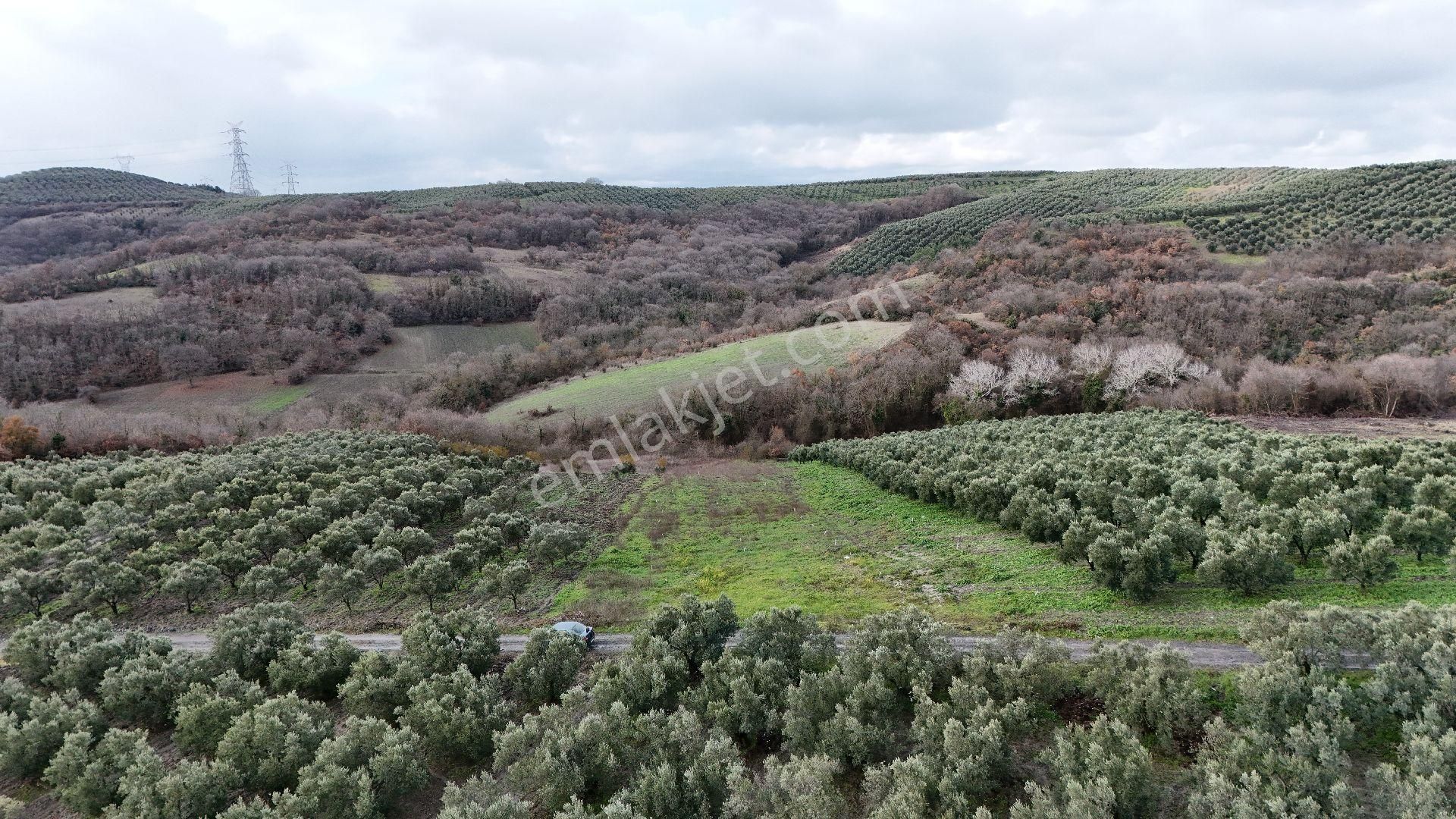 Mudanya Çınarlı Da Sahibinden Satılık Arazi