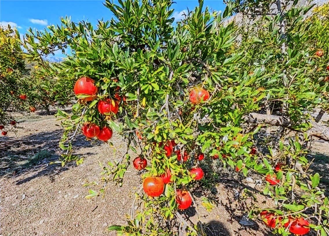 Antalya Kaş Ortabağ Satılık Ev, Nar Ve Zeytinin Bahçesi - Görsel 4