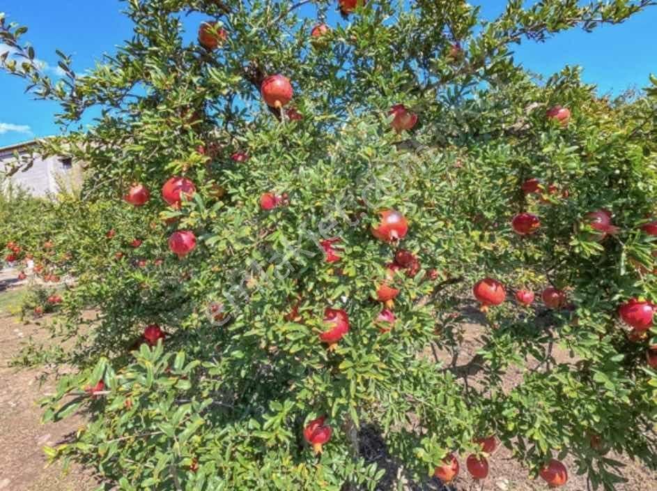 Antalya Kaş Ortabağ Satılık Ev, Nar Ve Zeytinin Bahçesi - Görsel 3