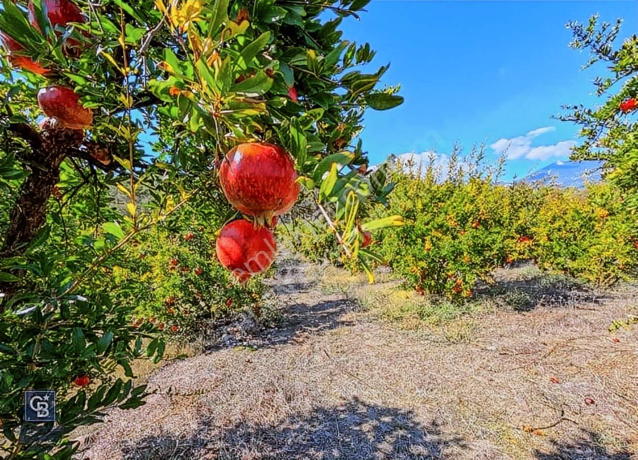 Antalya Kaş Ortabağ Satılık Ev, Nar Ve Zeytinin Bahçesi - Görsel 8