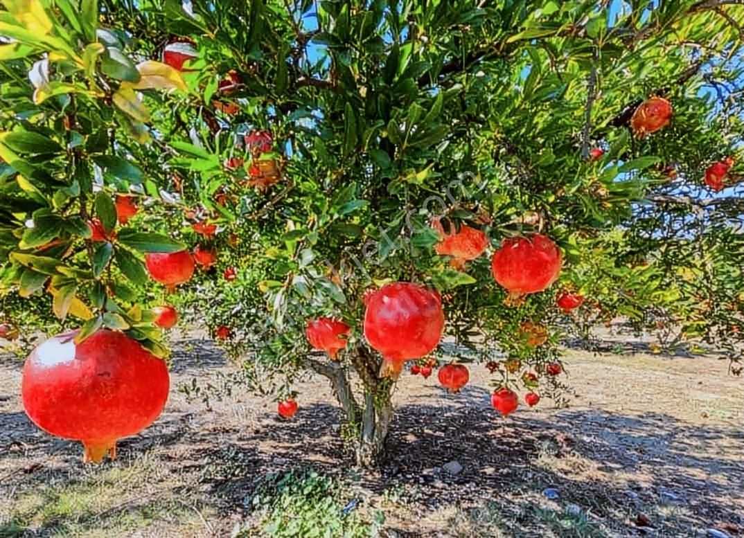 Antalya Kaş Ortabağ Satılık Ev, Nar Ve Zeytinin Bahçesi - Görsel 7