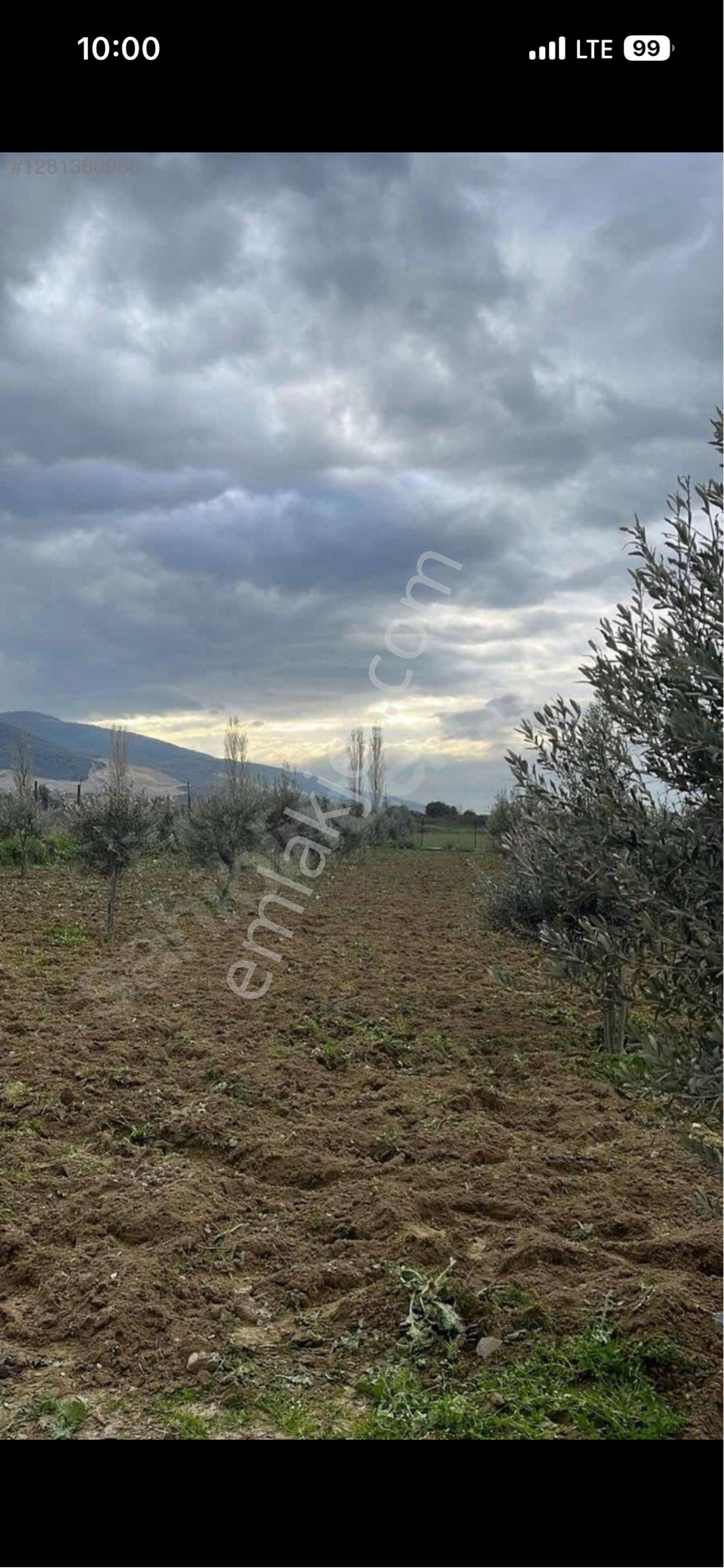 Aydın Dalama 1300m2 Yol Kenarı - Görsel 3