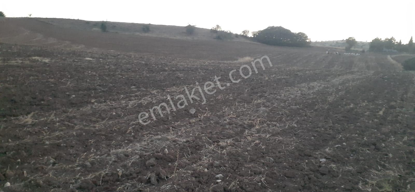 Kuzey Emlak'tan Konumu Güzel Asvalt Yola Yakın 770 M2 Arsa