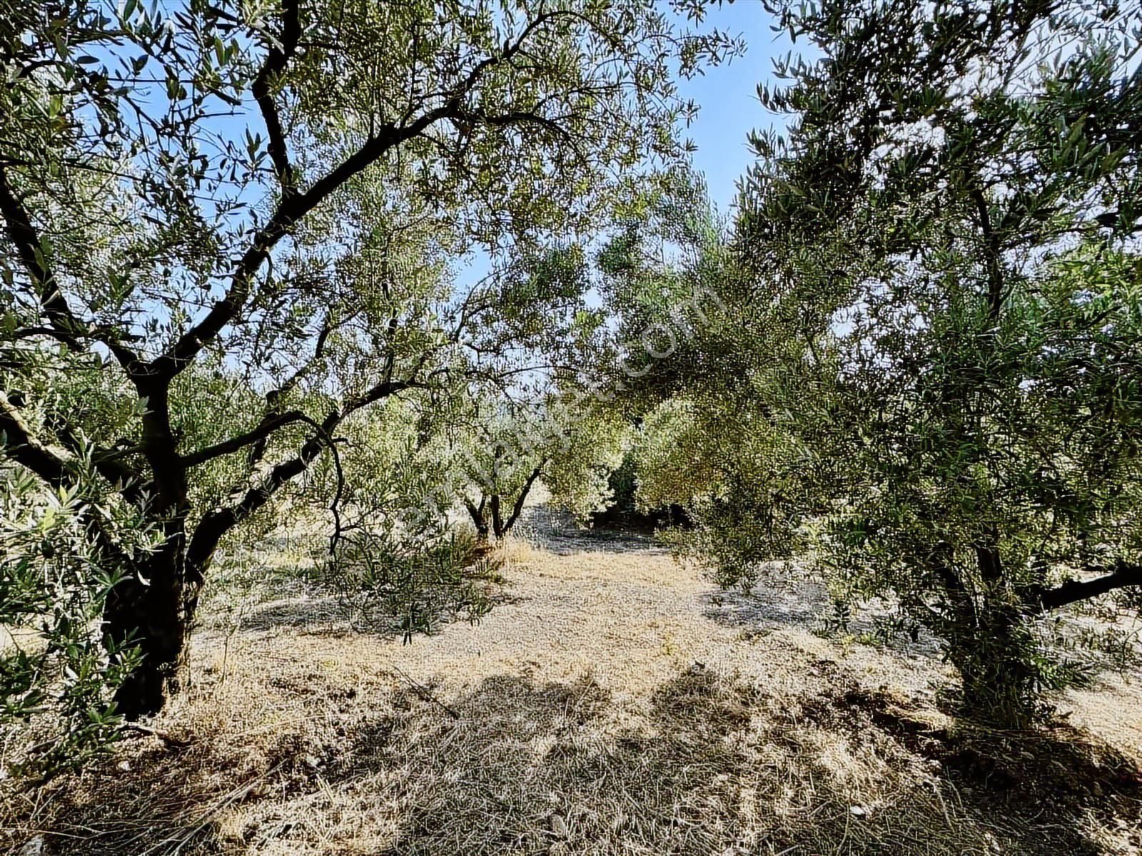 Mudanya Mirzaobada 3000 M2 Satılık Zeytinlik - Görsel 4