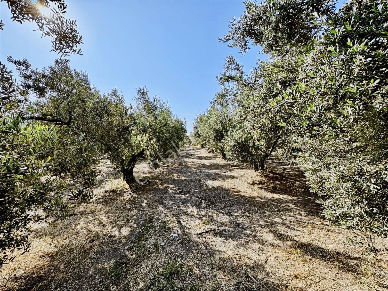 Mudanya Mirzaobada 3000 M2 Satılık Zeytinlik - Görsel 9