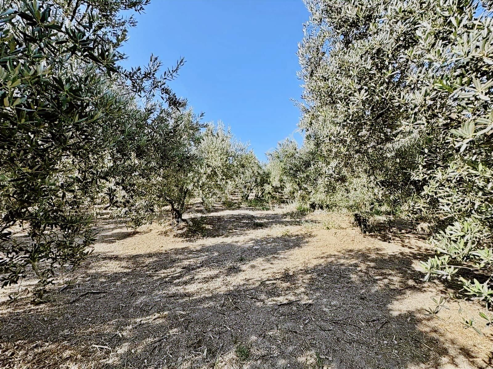 Mudanya Mirzaobada 3000 M2 Satılık Zeytinlik - Görsel 5