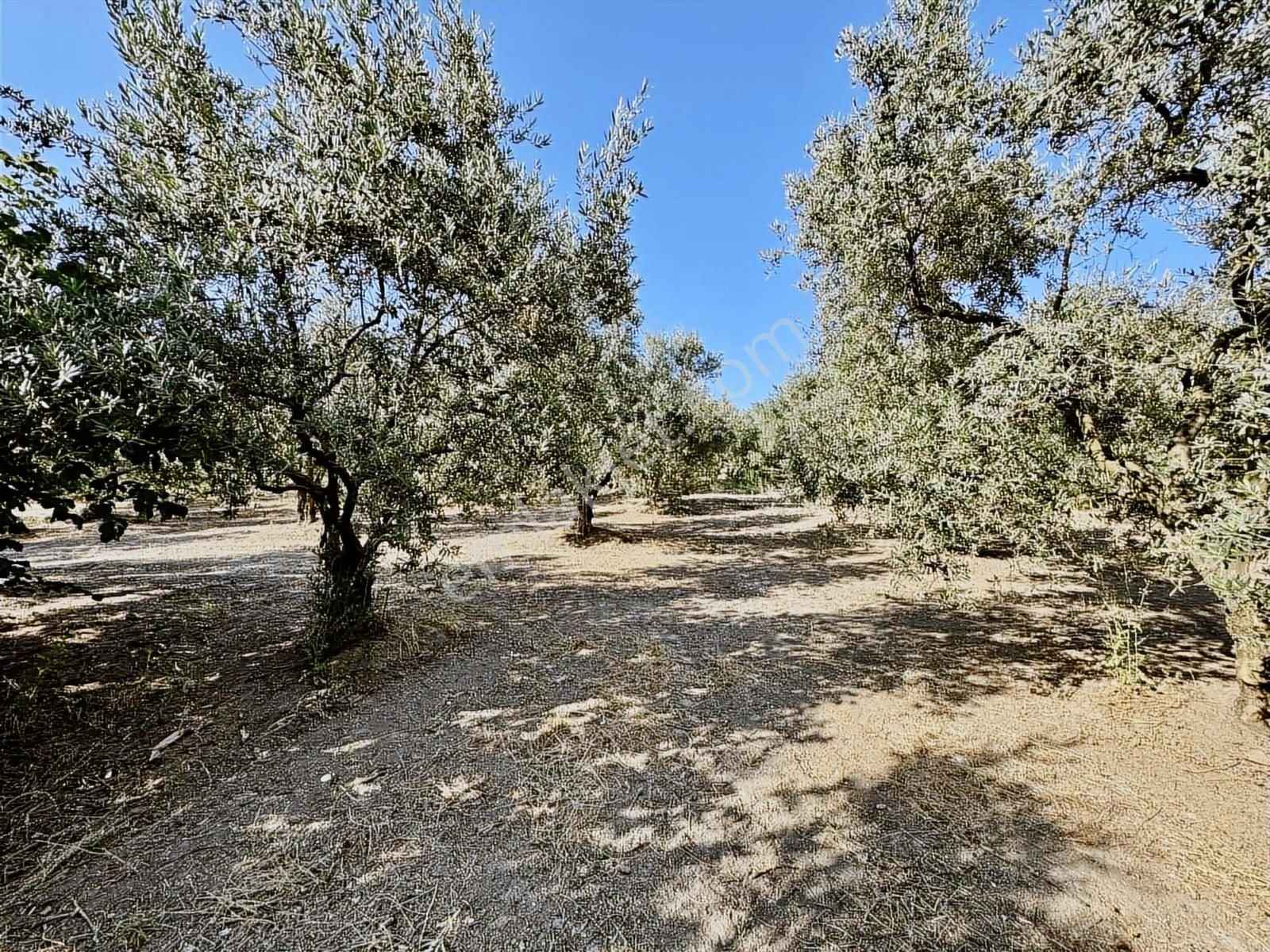 Mudanya Mirzaobada 3000 M2 Satılık Zeytinlik - Görsel 12