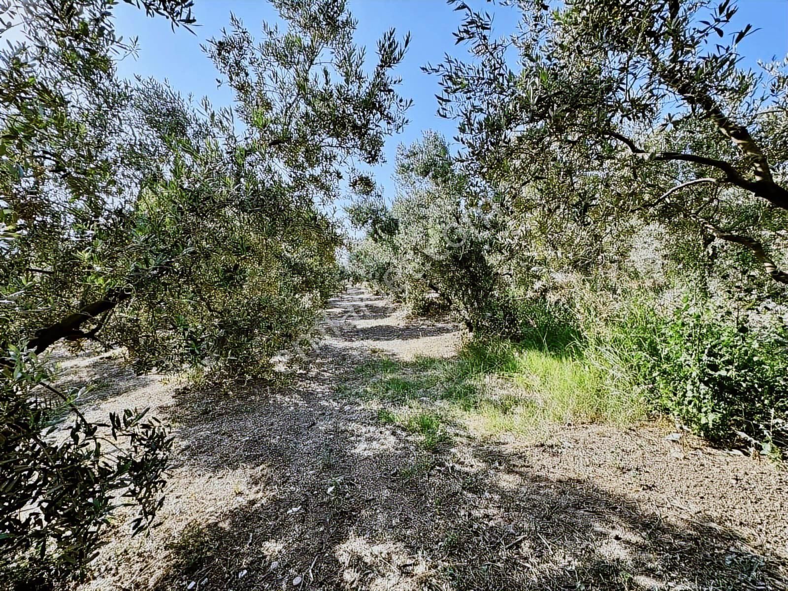 Mudanya Mirzaobada 3000 M2 Satılık Zeytinlik - Görsel 16