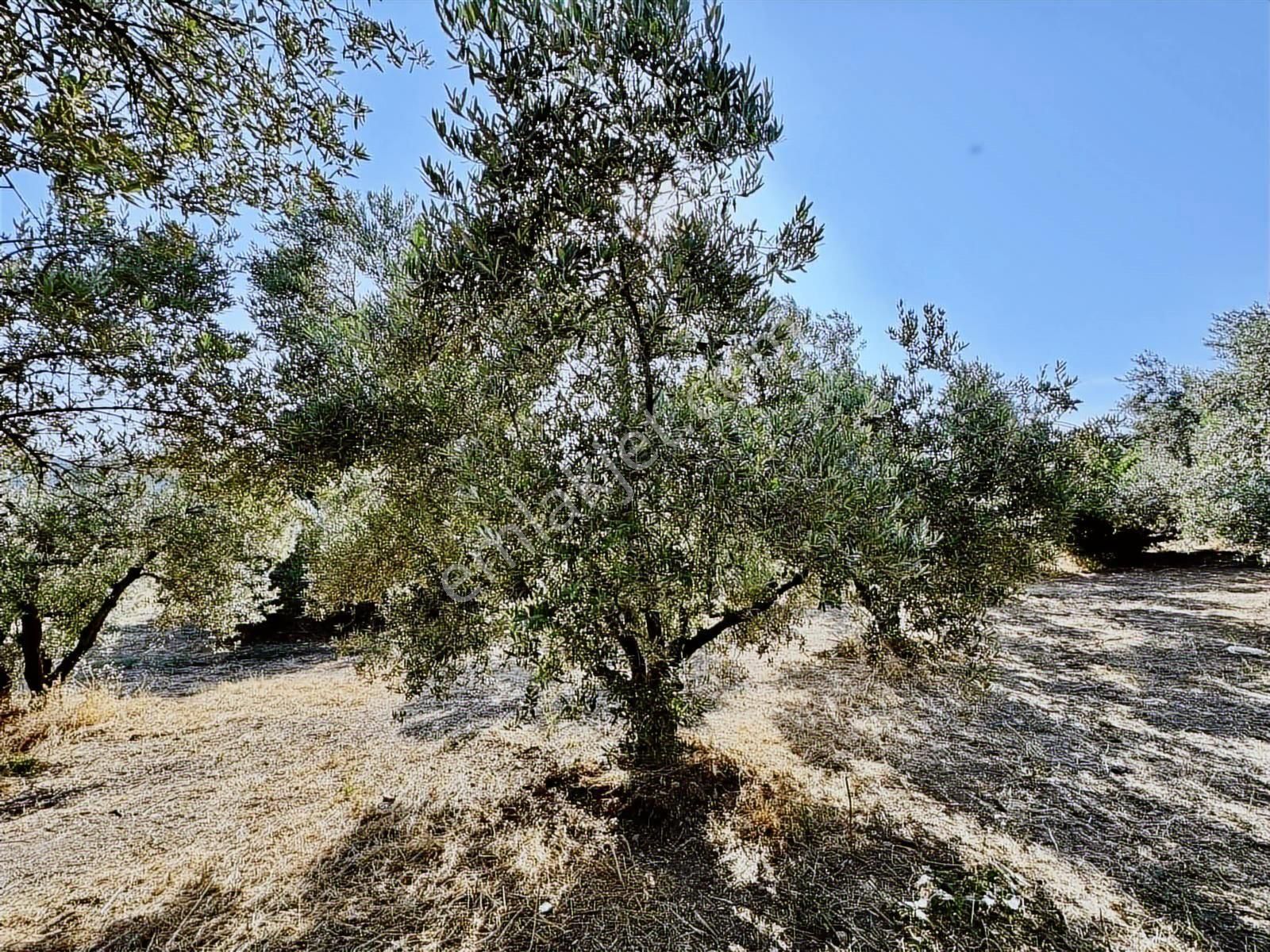 Mudanya Mirzaobada 3000 M2 Satılık Zeytinlik - Görsel 15