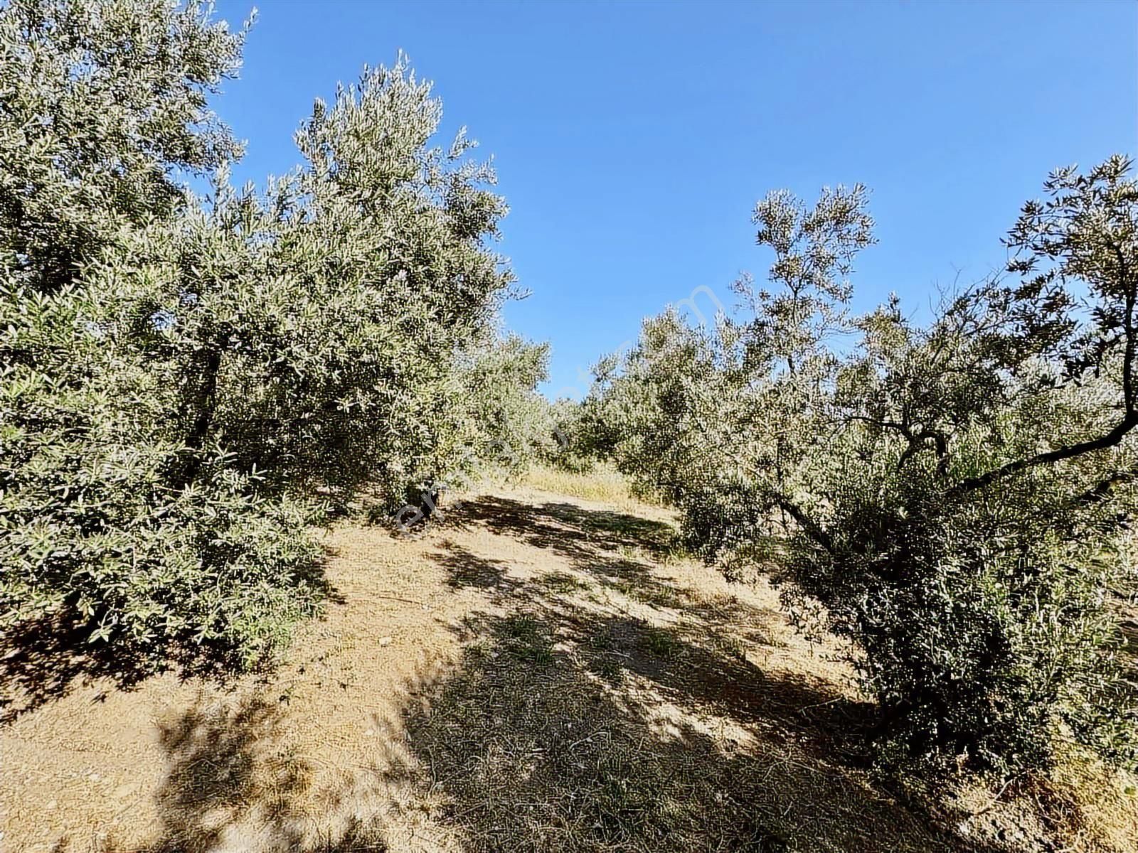 Mudanya Mirzaobada 3000 M2 Satılık Zeytinlik - Görsel 2