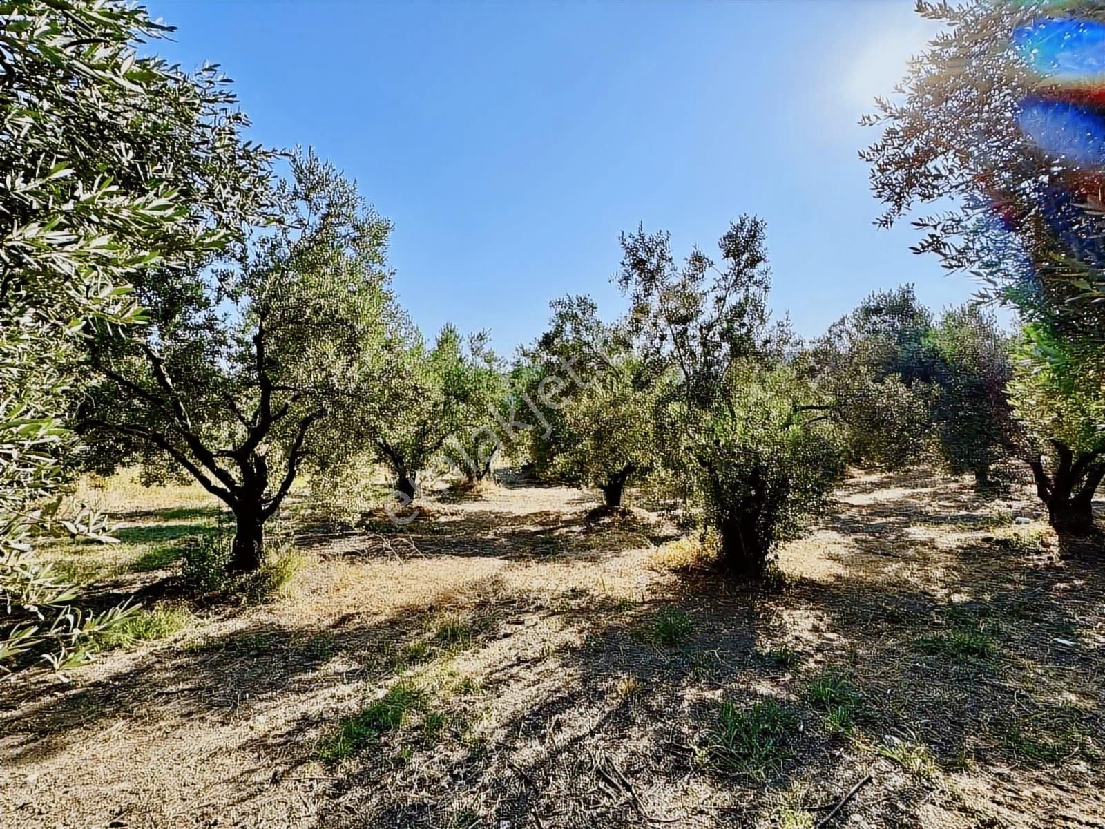 Mudanya Mirzaobada 3000 M2 Satılık Zeytinlik - Görsel 20