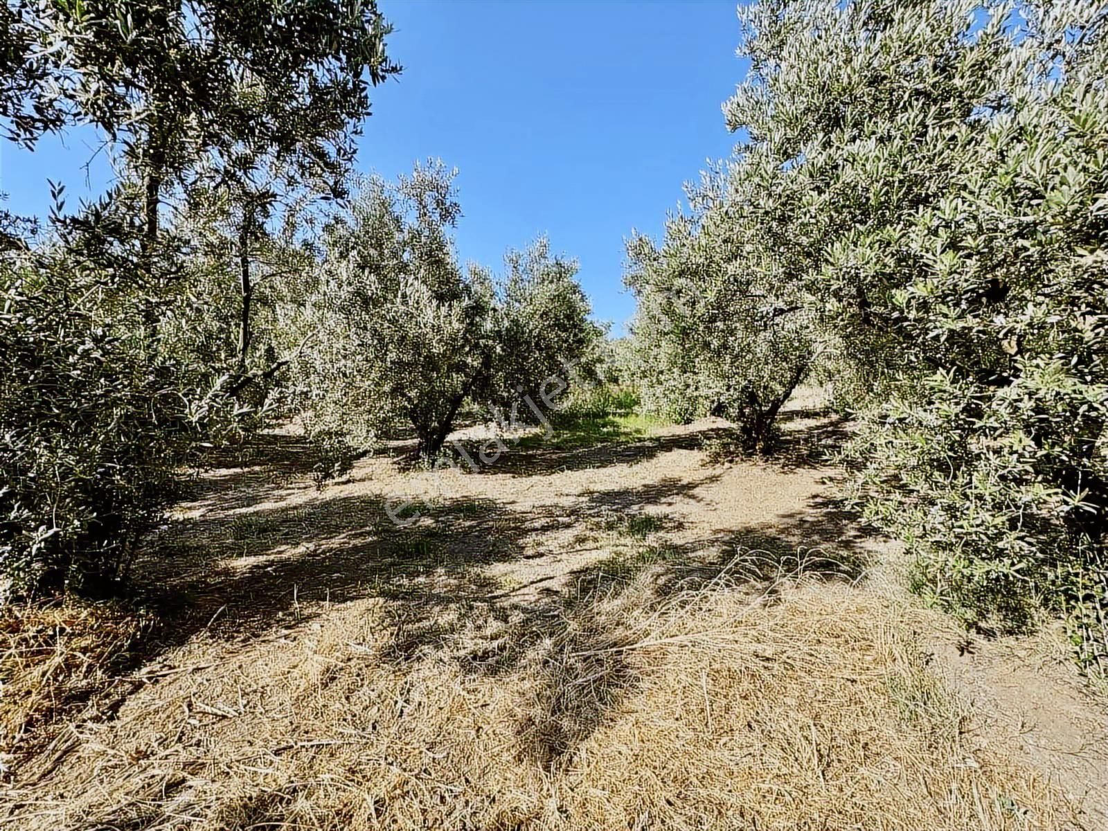 Mudanya Mirzaobada 3000 M2 Satılık Zeytinlik - Görsel 18