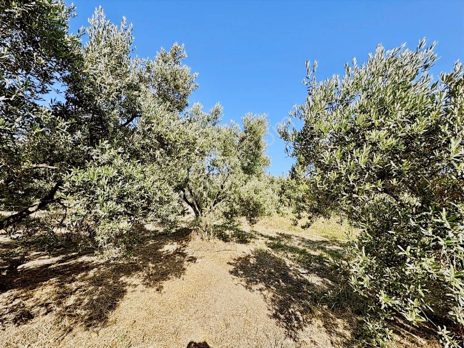 Mudanya Mirzaobada 3000 M2 Satılık Zeytinlik - Görsel 6