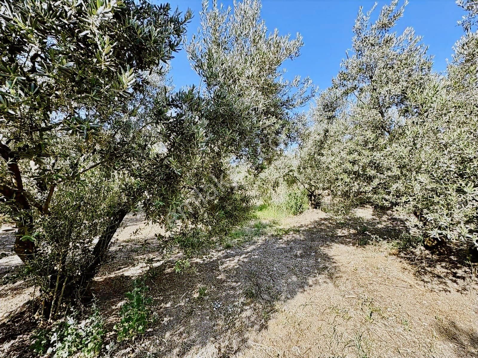 Mudanya Mirzaobada 3000 M2 Satılık Zeytinlik - Görsel 19