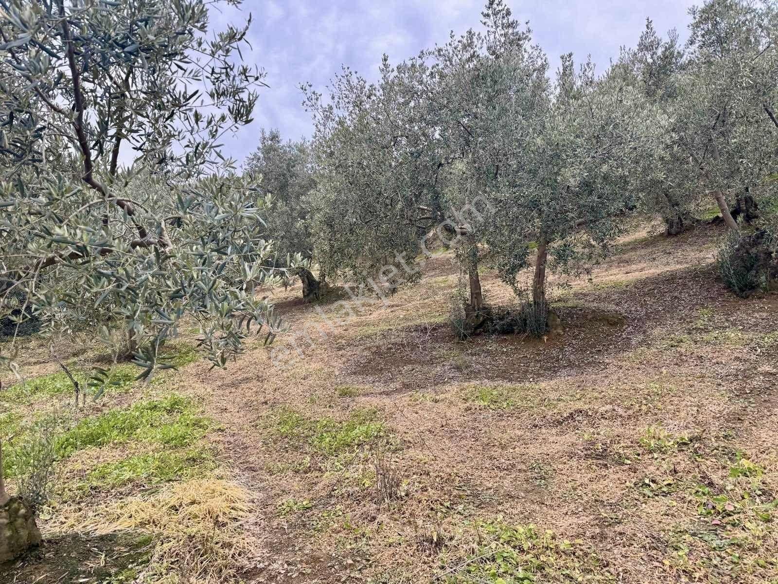 Mudanya Kumyakada Satılık Deniz Manzaralı Zeytinlik - Görsel 4