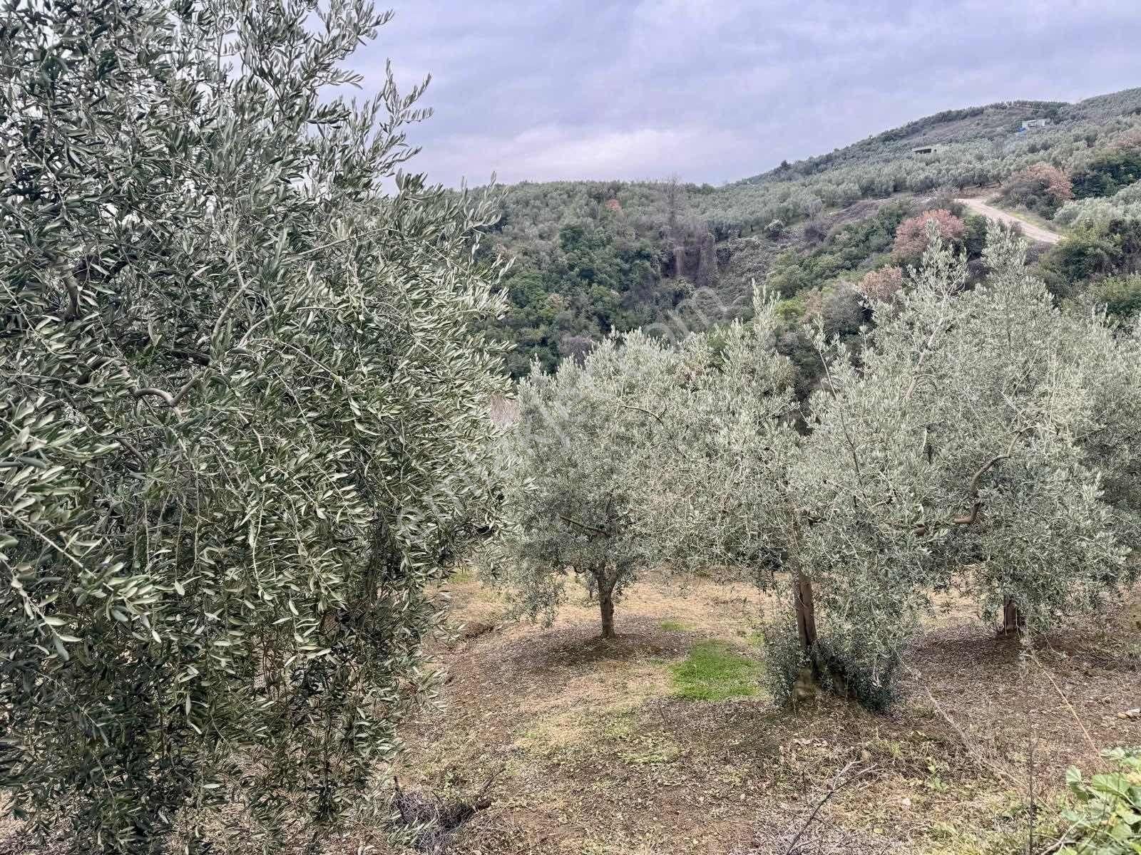 Mudanya Kumyakada Satılık Deniz Manzaralı Zeytinlik