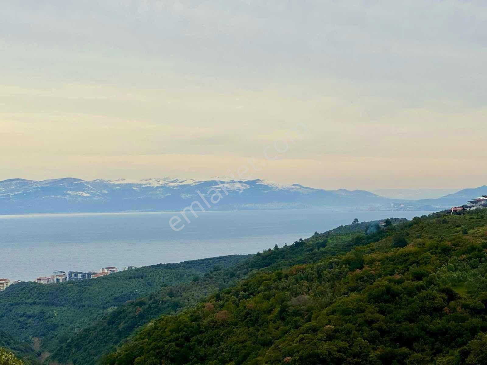 Mudanya Kumyakada Satılık Deniz Manzaralı Zeytinlik - Görsel 7