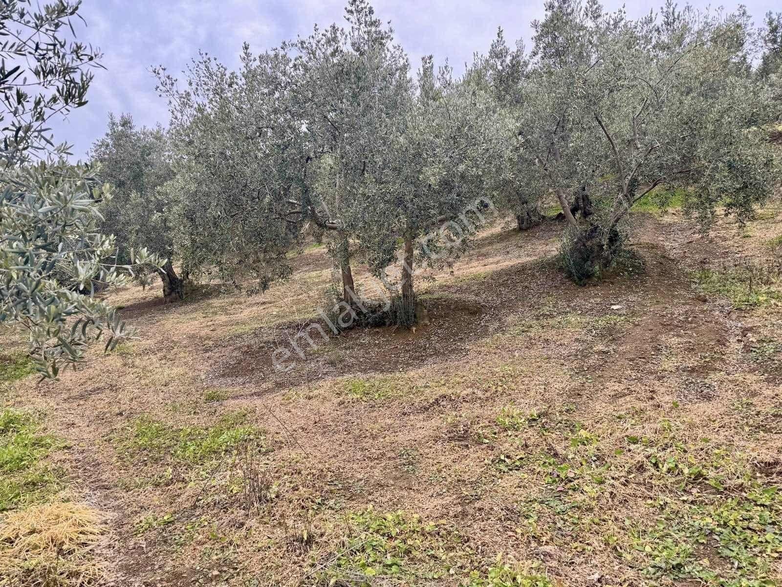 Mudanya Kumyakada Satılık Deniz Manzaralı Zeytinlik - Görsel 5