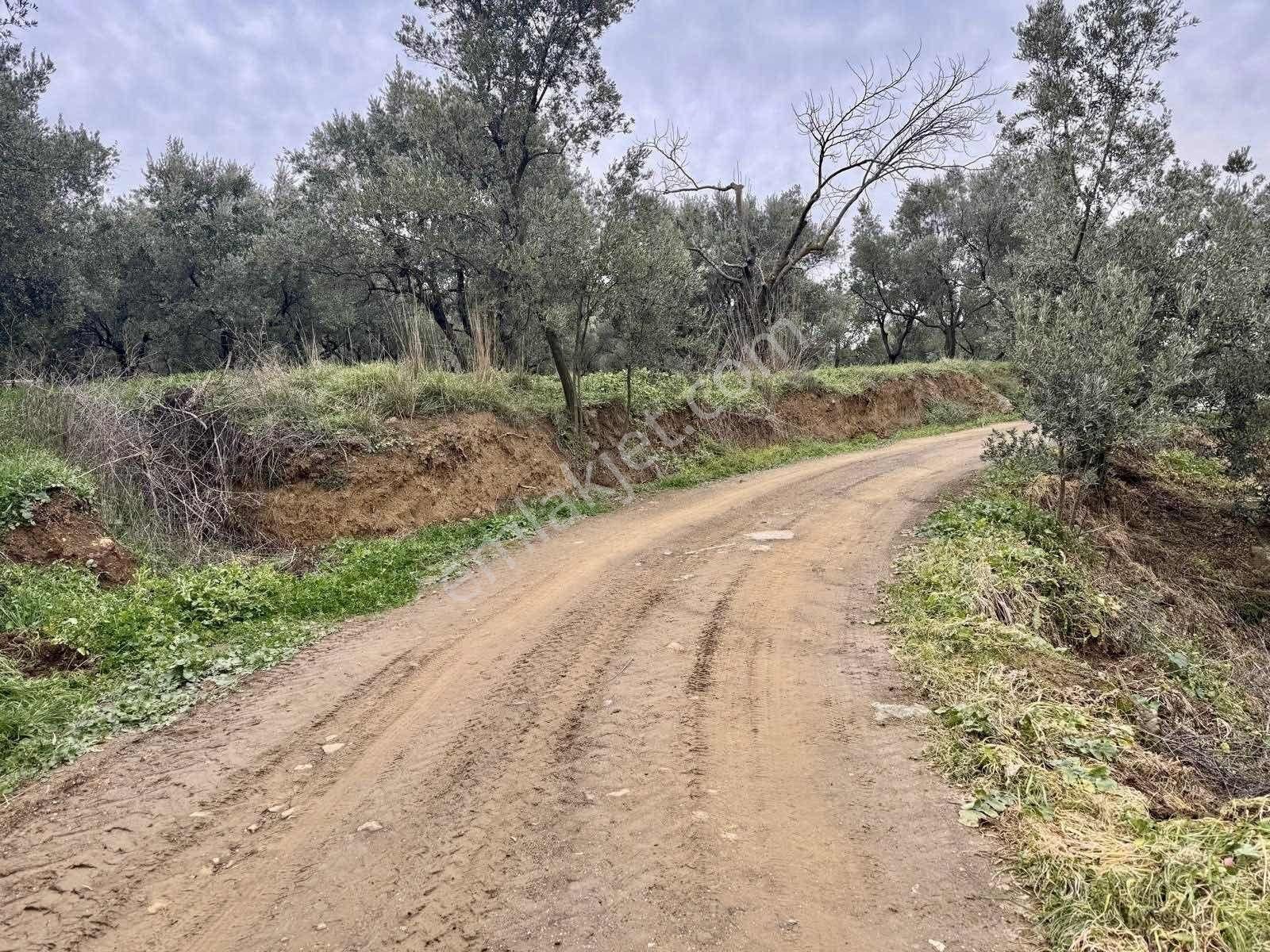 Mudanya Kumyakada Satılık Deniz Manzaralı Zeytinlik - Görsel 27