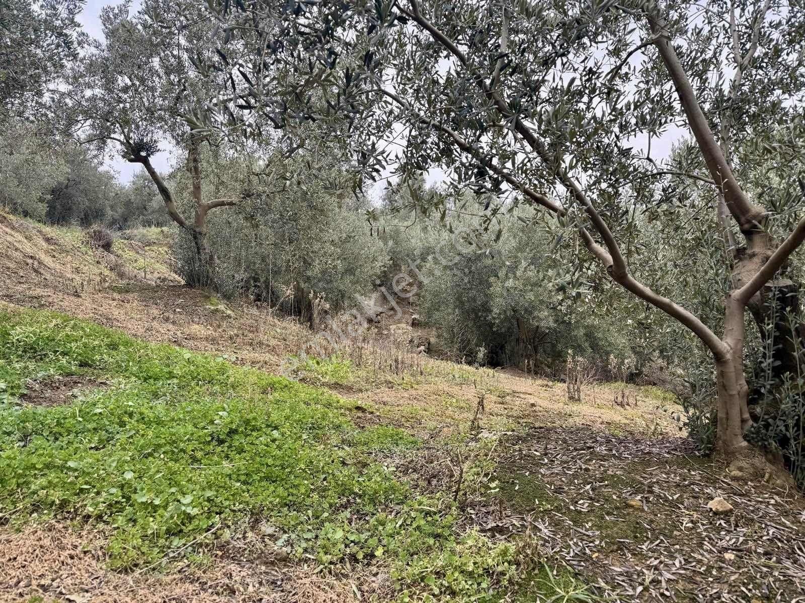 Mudanya Kumyakada Satılık Deniz Manzaralı Zeytinlik - Görsel 6