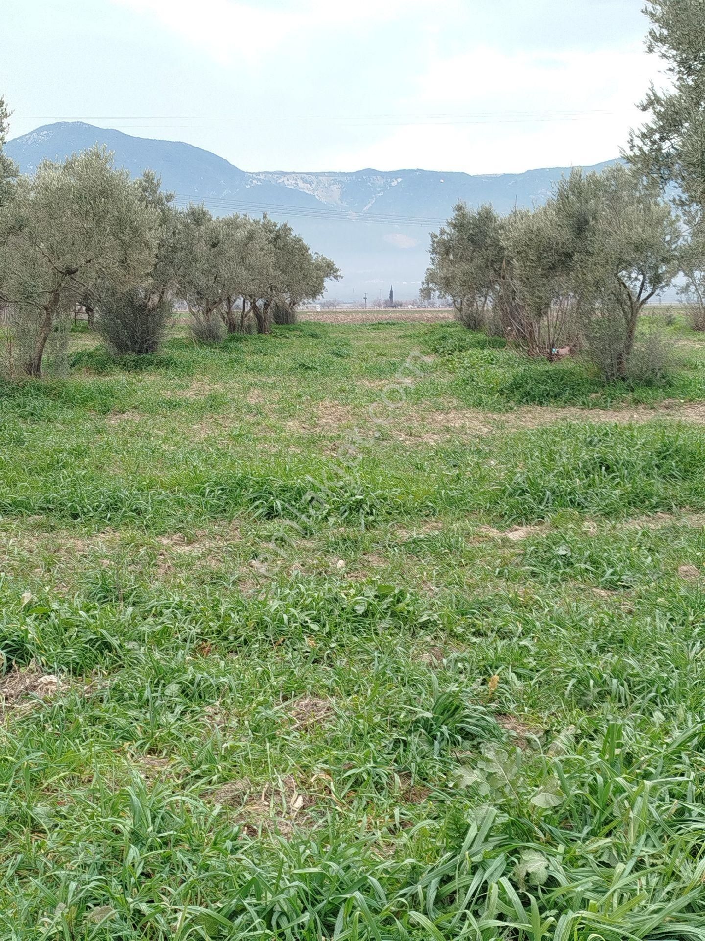 Güzeller Güzeli Tarla, Zeytinlik - Görsel 17