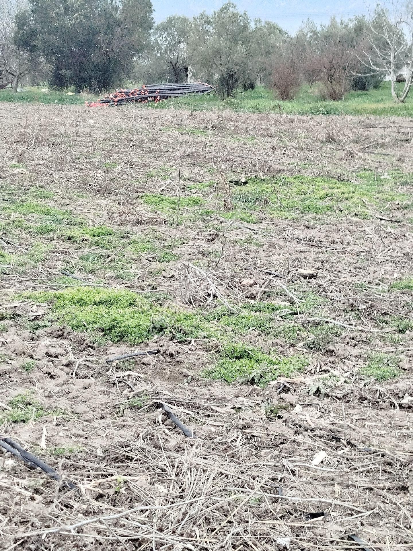 Güzeller Güzeli Tarla, Zeytinlik - Görsel 9