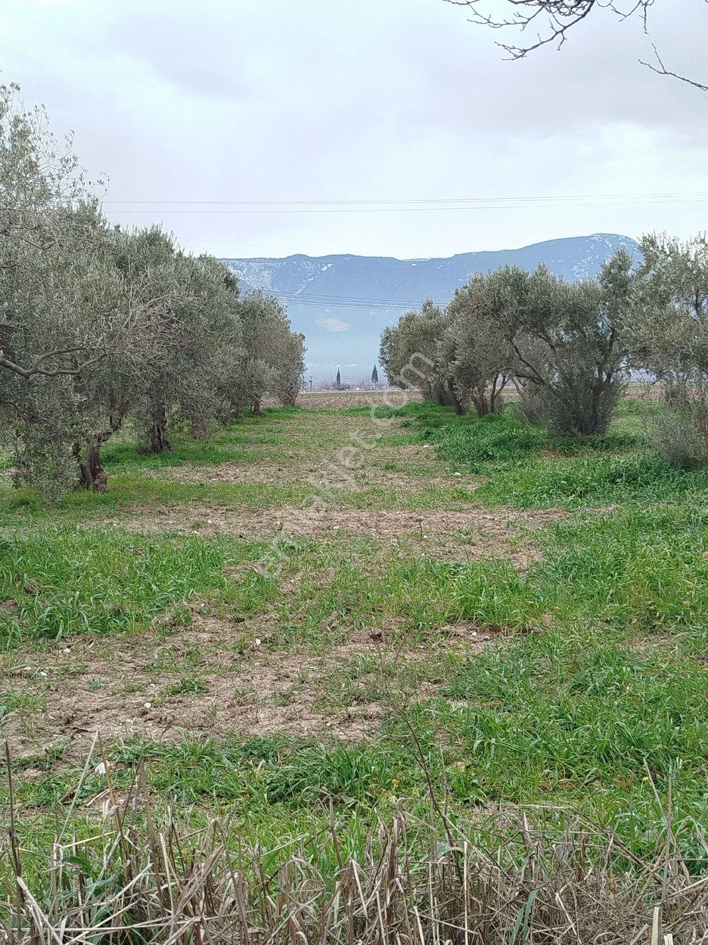 Güzeller Güzeli Tarla, Zeytinlik - Görsel 4