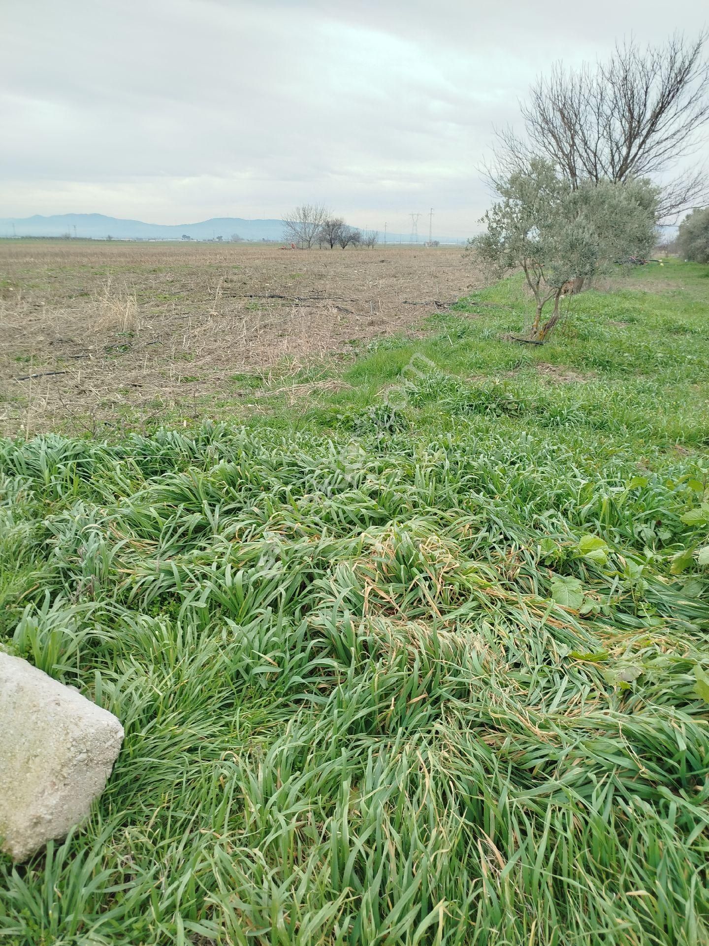 Güzeller Güzeli Tarla, Zeytinlik - Görsel 16