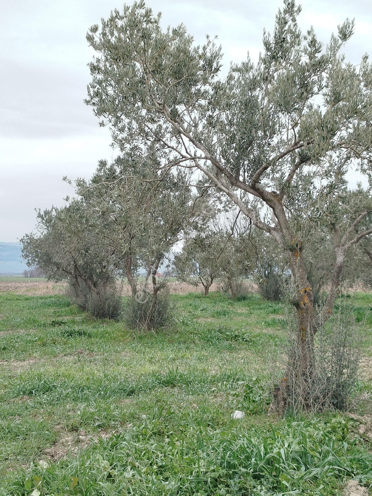 Güzeller Güzeli Tarla, Zeytinlik - Görsel 15