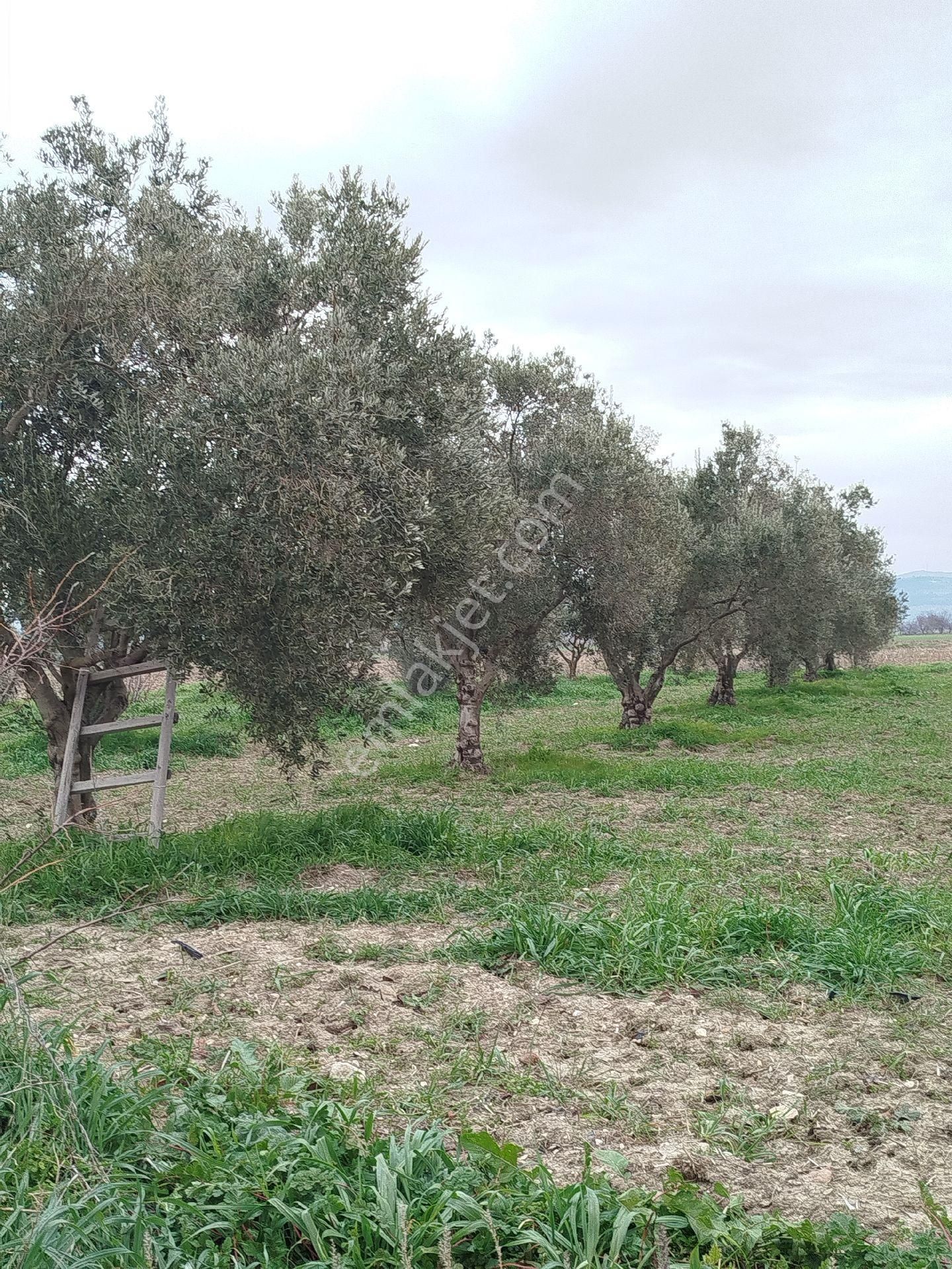 Güzeller Güzeli Tarla, Zeytinlik - Görsel 14