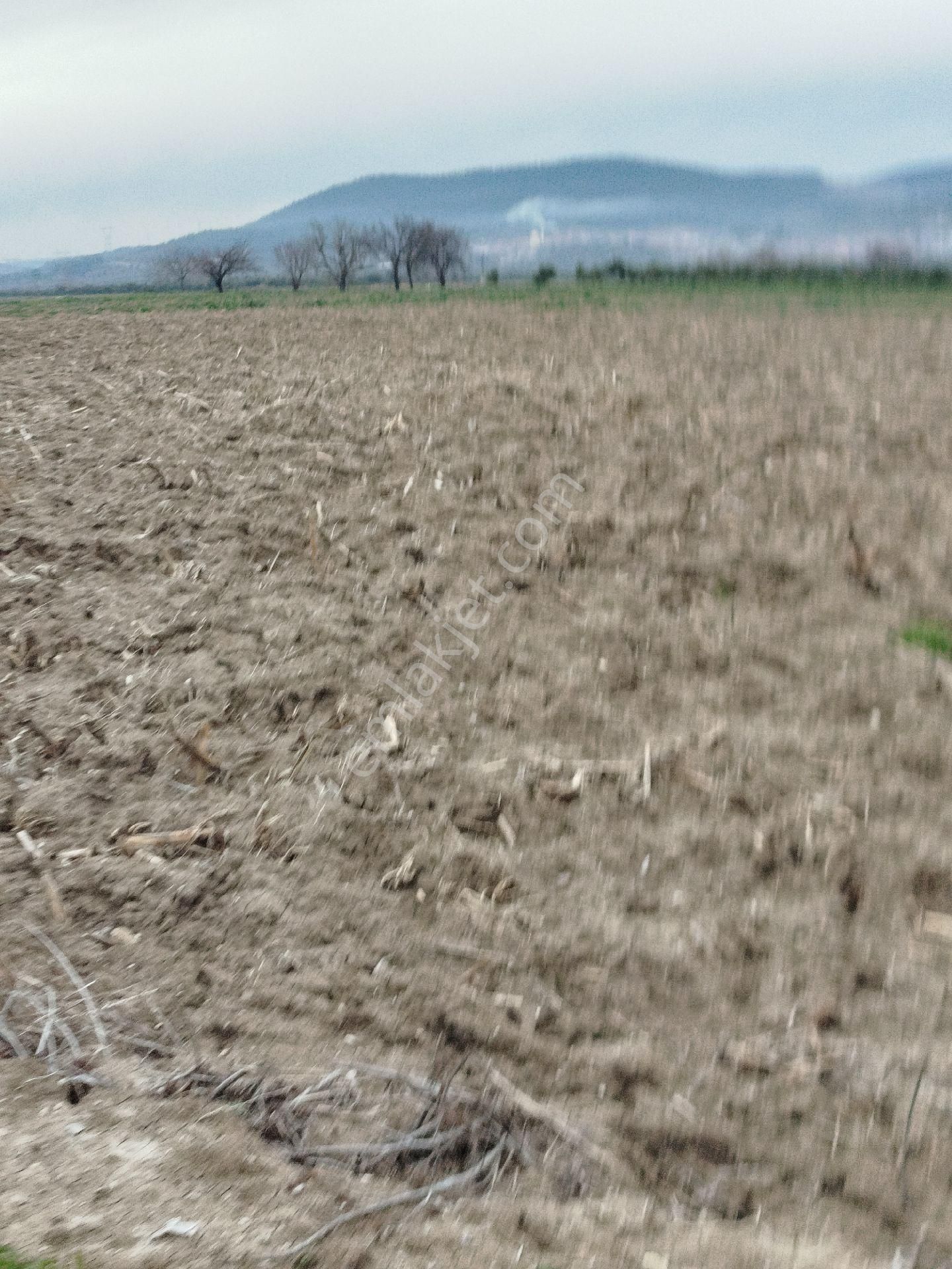 Güzeller Güzeli Tarla, Zeytinlik - Görsel 7