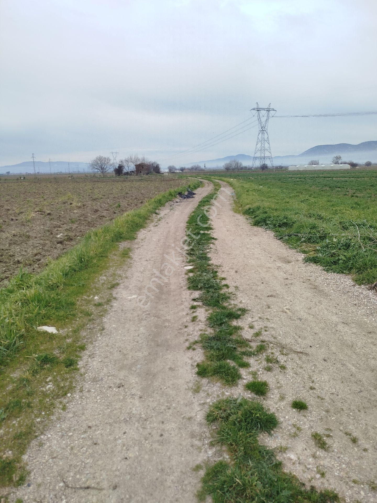 Güzeller Güzeli Tarla, Zeytinlik