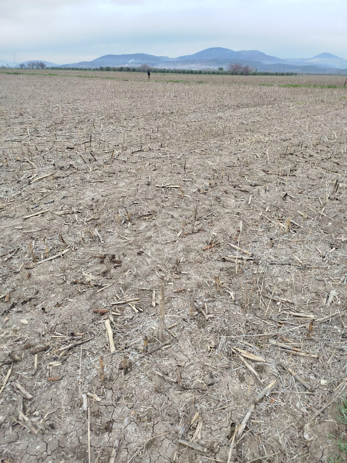 Güzeller Güzeli Tarla, Zeytinlik - Görsel 8