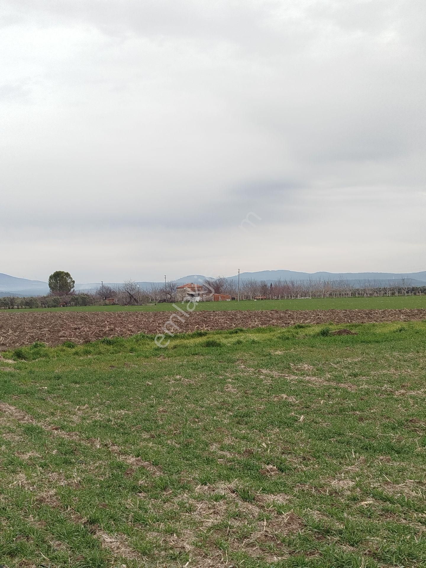 Güzeller Güzeli Tarla, Zeytinlik - Görsel 10