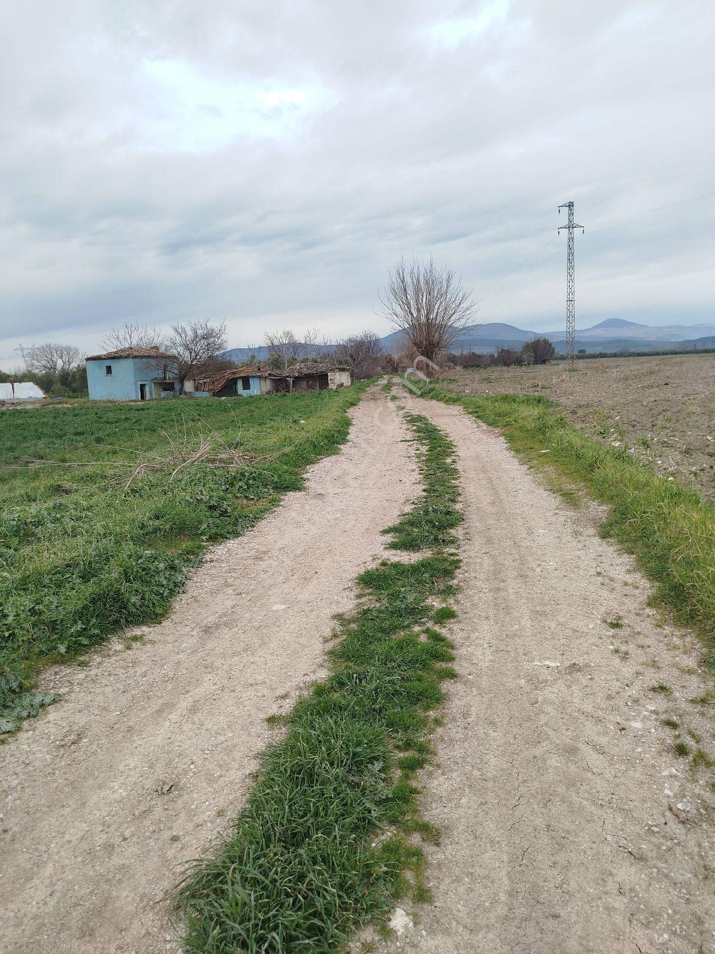 Güzeller Güzeli Tarla, Zeytinlik - Görsel 19