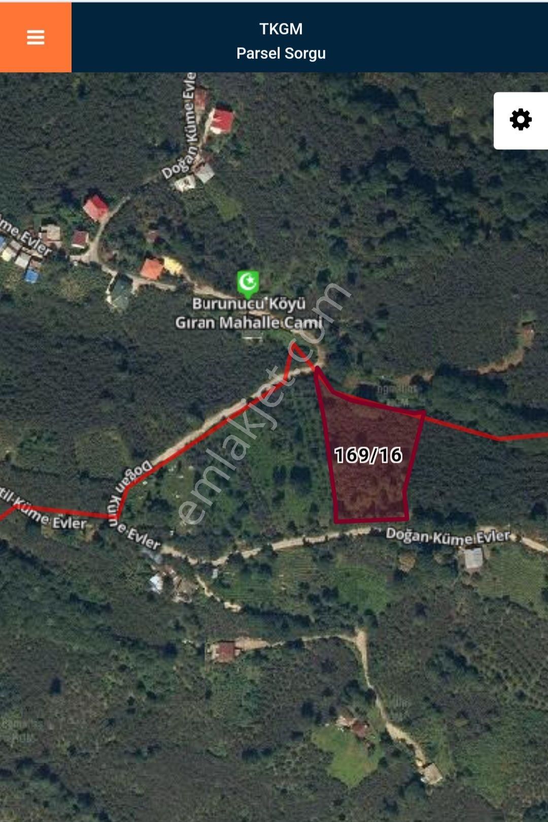 Giresun Görele'de Müstakil Tapulu 4 Dönüm (4.000 M2) Fındık Bahçesi. - Görsel 13