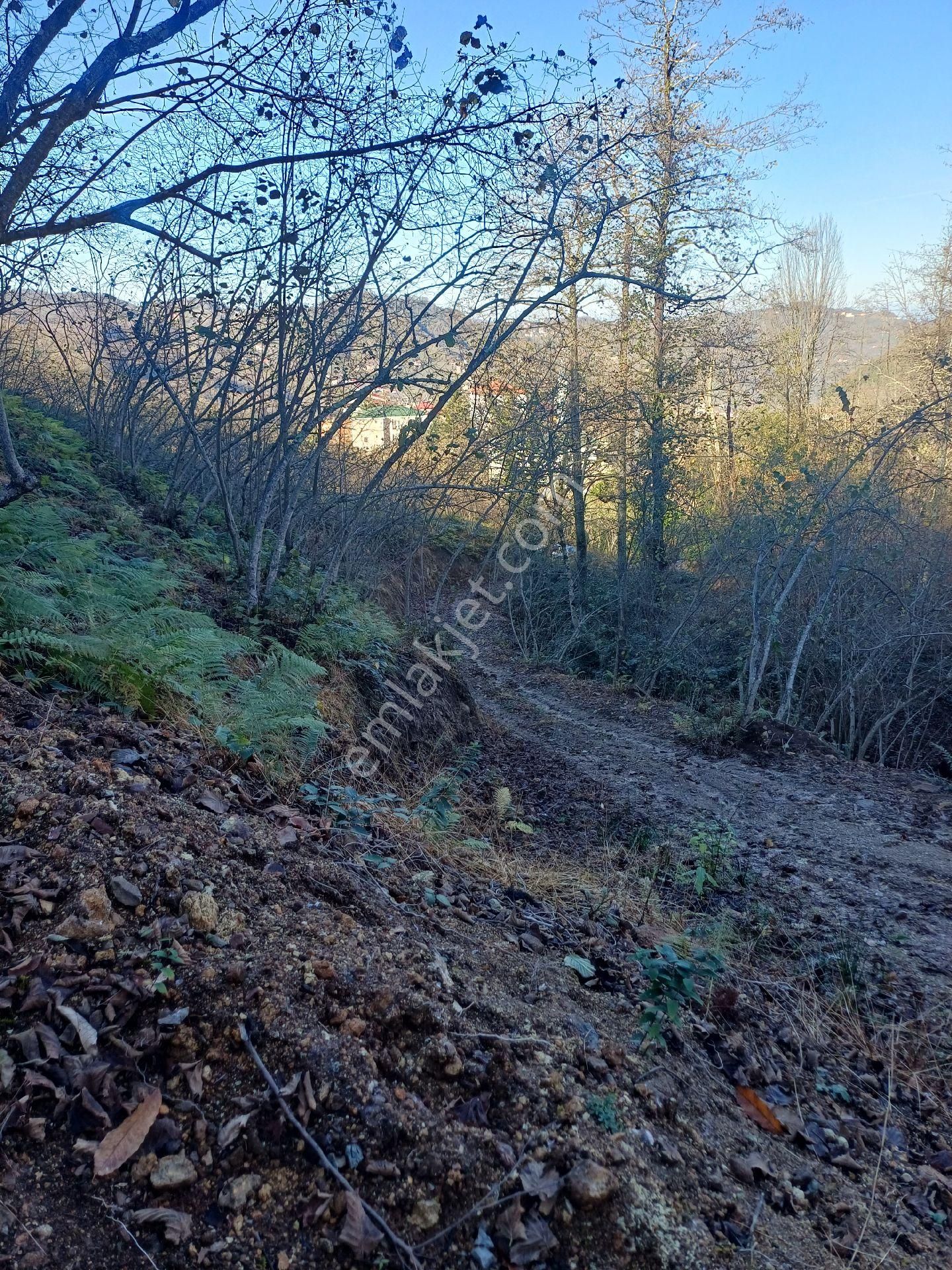 Giresun Görele'de Müstakil Tapulu 4 Dönüm (4.000 M2) Fındık Bahçesi. - Görsel 6