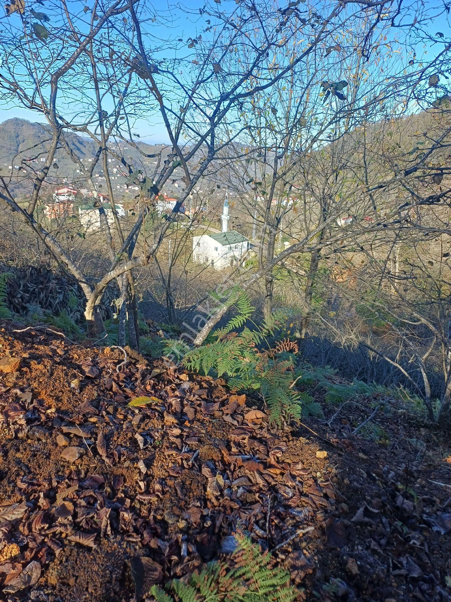 Giresun Görele'de Müstakil Tapulu 4 Dönüm (4.000 M2) Fındık Bahçesi. - Görsel 8