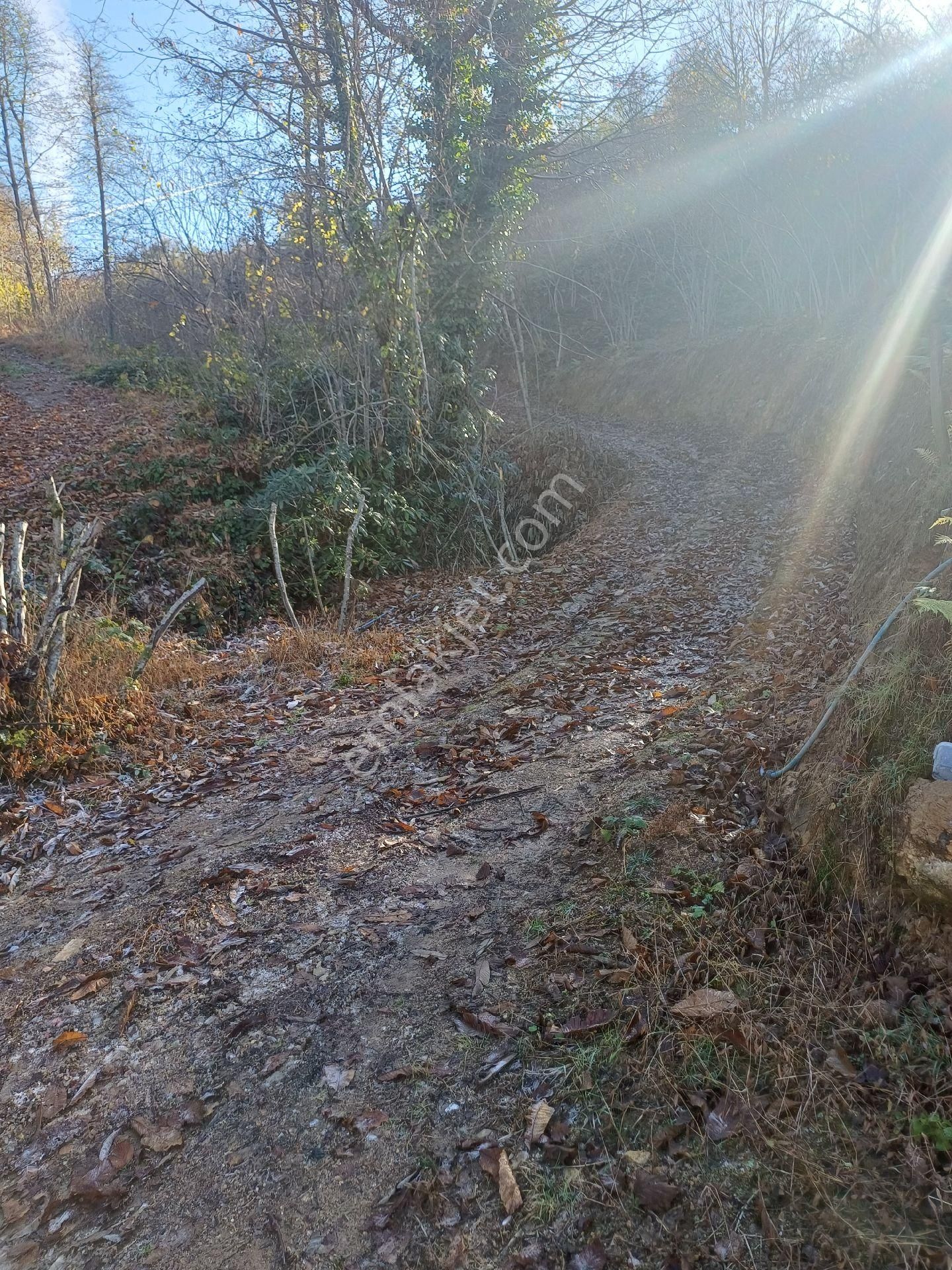 Giresun Görele'de Müstakil Tapulu 4 Dönüm (4.000 M2) Fındık Bahçesi. - Görsel 4